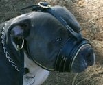 Royal Nappa Padded Leather Dog Muzzle for Pitbull