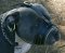 Royal Nappa Padded Leather Dog Muzzle for Pitbull