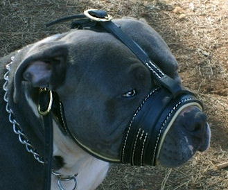 Royal Nappa Padded Leather Dog Muzzle for Pitbull